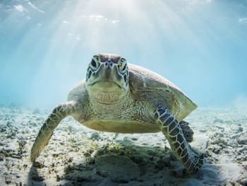 zeeschildpad Klein Curacao