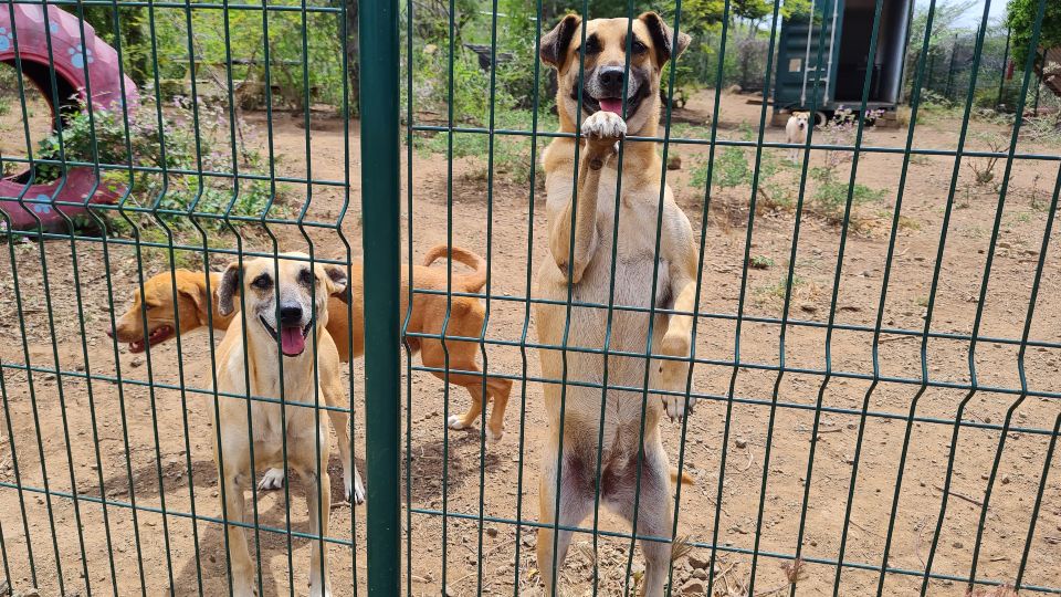 Puppies knuffelen 6 honden rpc curacao 960x540 1