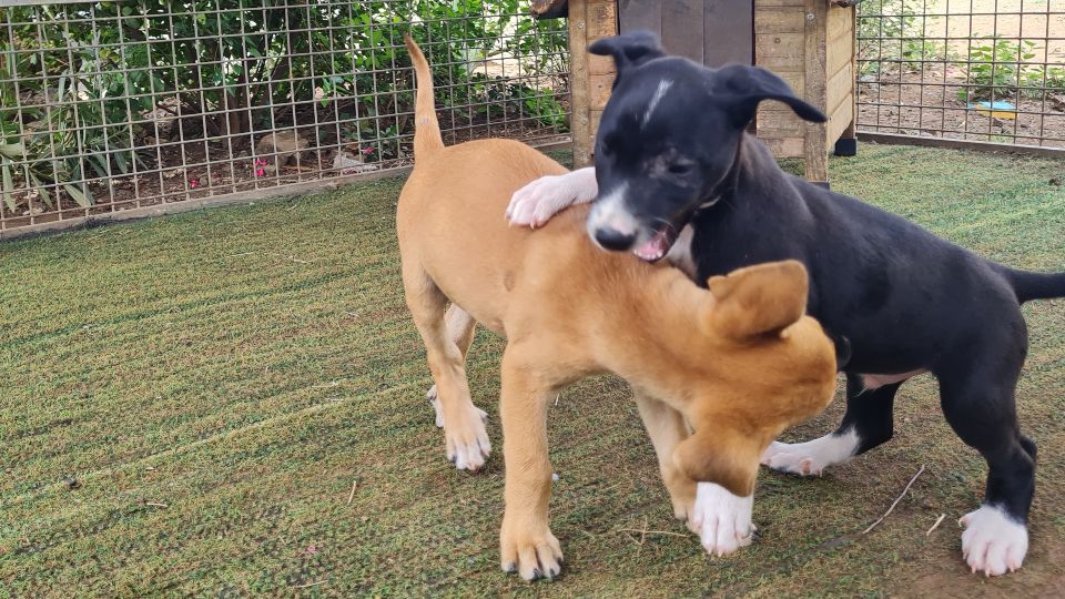 Puppies knuffelen 4 pups rpc spelen 960x540 1