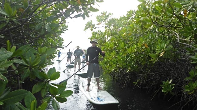 mangrove suppen curacao 650x365 1