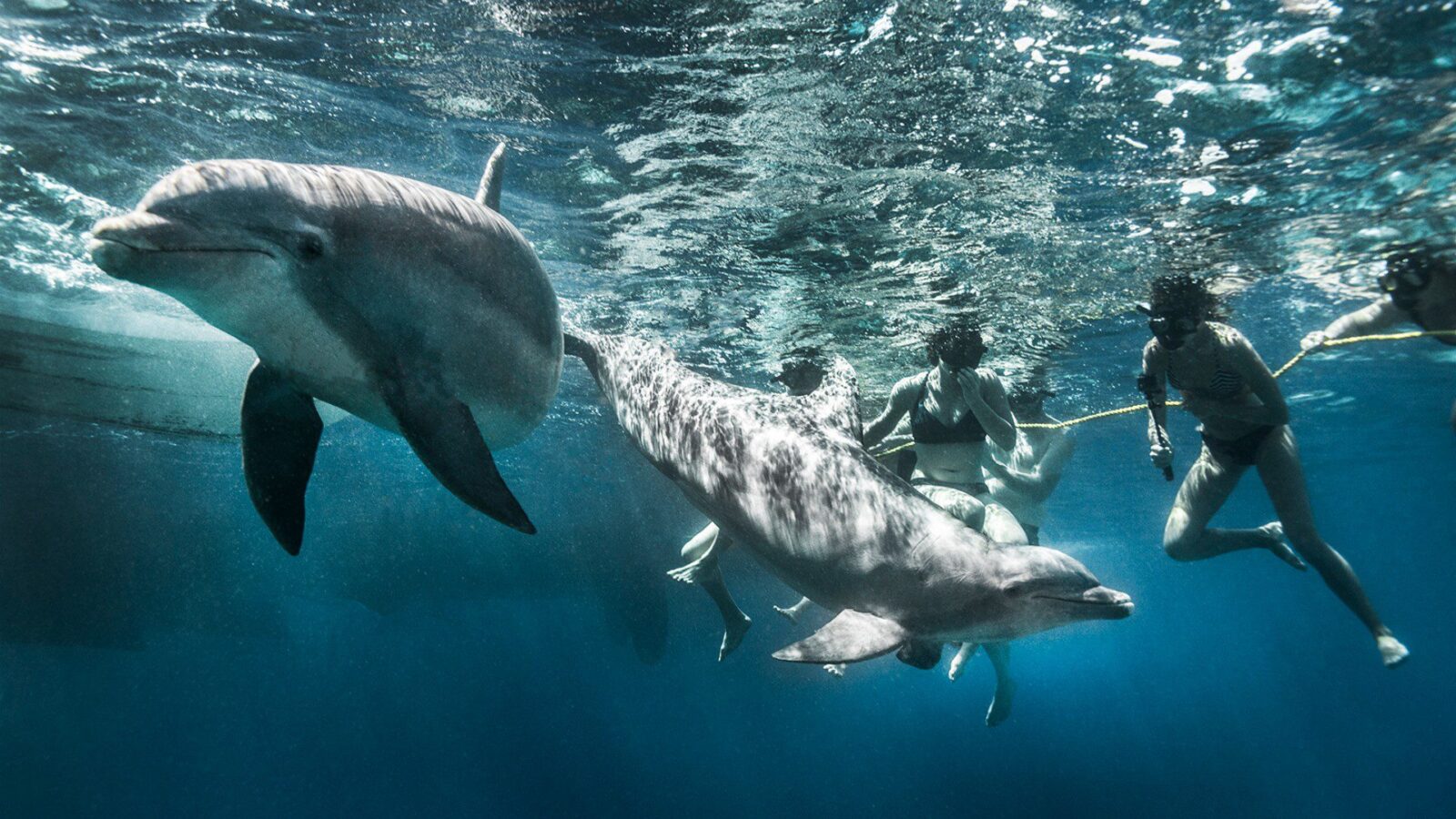 3in1 snorkeltour: Catamaran & Dolfijnen