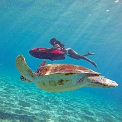 seabob curacao turtlebob turtle schildpad-400x400 seabob curacao turtle