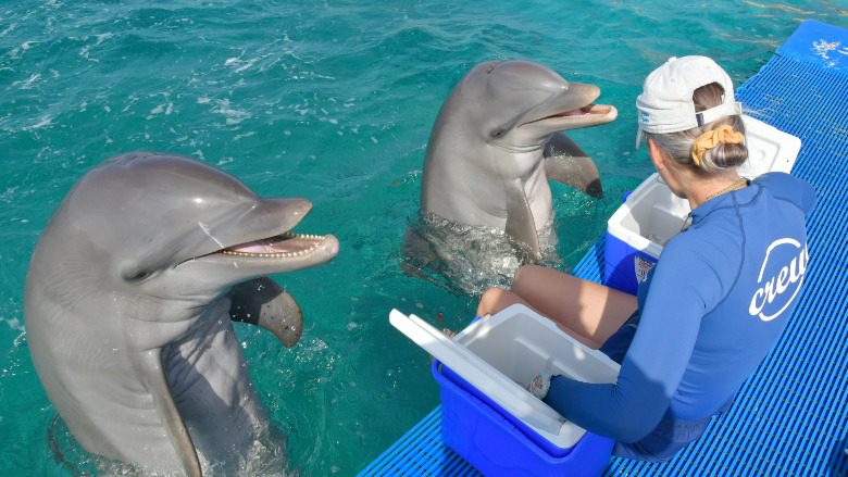 dolphin in depth cursus curacao