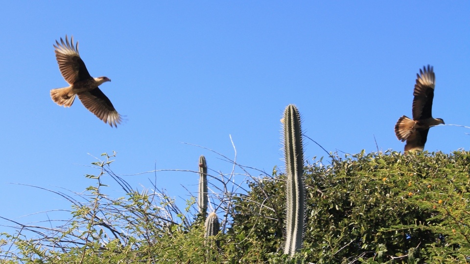 curacao jeep safari offroad nature 960x540 1