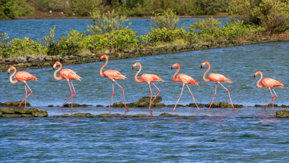 offroad jeep tour curacao flamingo jan kok 960x540 1