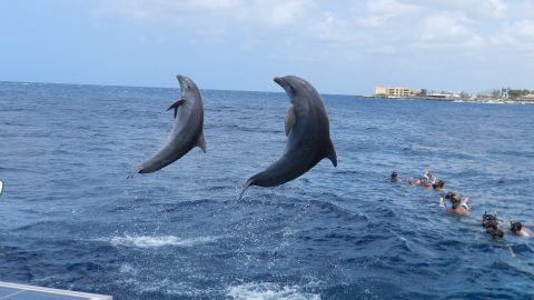 dolfijnen catamaran snorkeltour